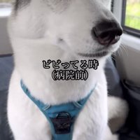 車内で目を見開く犬