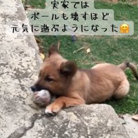 ボールを噛む犬