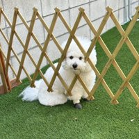 どっち