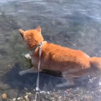 湖に浸かるロックくん