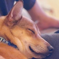 風ちゃんとの出会い6