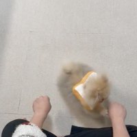 手を前足で叩く犬