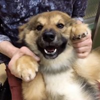 以前とは別犬のよう