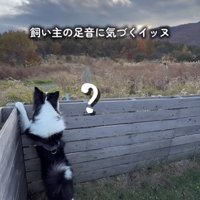 飼い主を見つけた中型犬