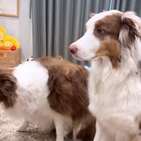 ササっと退散するリーリエちゃん