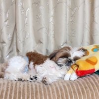 横になってくつろぐバズくん