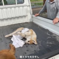 荷台でゴロゴロする犬