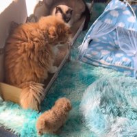 絨毯の上を歩く子犬