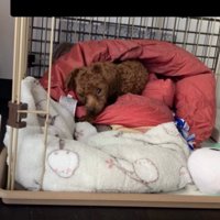 ケージの中で寝転がっている犬