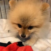 上目遣いのチャックくん