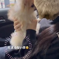 女性に顔を近づける犬