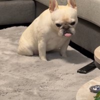 落ち込む犬1