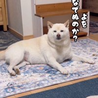 「こっちへまいれ」