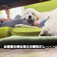 膝を枕にしてスヤスヤ