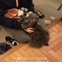 見つめる犬2