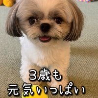カメラ目線で元気に座っている犬