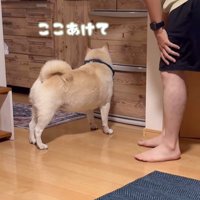 何かをお願いしに来たごん太くん8