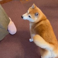 お姉ちゃん帰省時の小春ちゃん＆小太郎くん5