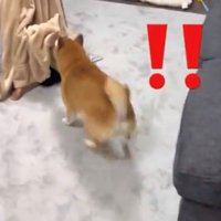 タオルから出た手を見て駆け寄る犬