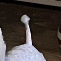しっぽ