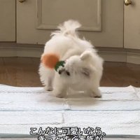 おもちゃで遊ぶ犬