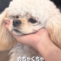 あご乗せするパルちゃん