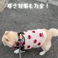 冬はセーターを着るよ