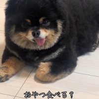 「おやつ食べる？」と犬に聞く飼い主