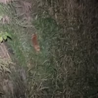 川の奥へ歩いていく犬