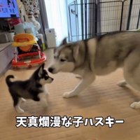 向かい合う2匹の犬