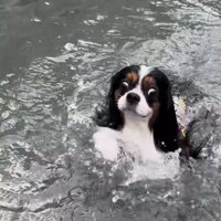 目を見開いて泳ぐ犬3