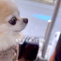 男性に手を握られるチワワ