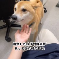 キョトンとする豆柴