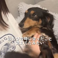 飼い主の友人を上目遣いで見つめる小型犬