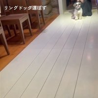 座る犬1