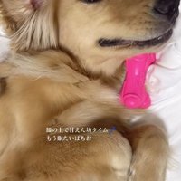 優しい顔で飼い主を見つめる犬