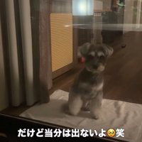 旅行中のティノちゃん8