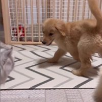 やんのかステップもどき！？