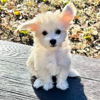 そらちゃんのお耳の変化6