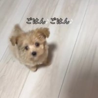 マルプーのきびちゃん