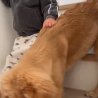 こももちゃんを掴む弟くん