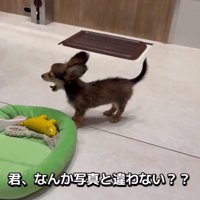 あくびをするガルウイングちゃん