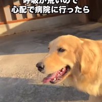 呼吸が荒いちあちゃん2