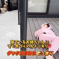 開いた門から入ってくる犬