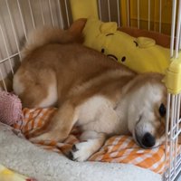 「疲れちゃった…」とぐったり