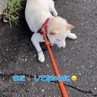 まだうんちをしていないのに帰りたがる柴犬