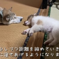 寄り添い合って眠るほど仲良しに