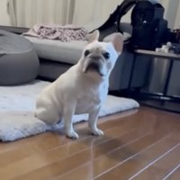 こちらを見つめる犬