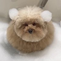 しえるちゃんを洗ったら…