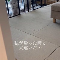 サークルに前足を掛けて女性を見つめる2頭の犬